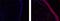 Interleukin 1 Family Member 10 antibody, 50-7385-82, Invitrogen Antibodies, Immunofluorescence image 