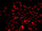 Ras Related GTP Binding C antibody, 22-971, ProSci, Immunofluorescence image 