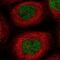 Exonuclease 1 antibody, NBP2-58299, Novus Biologicals, Immunocytochemistry image 