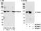 Protein Sanroque antibody, A300-515A, Bethyl Labs, Western Blot image 