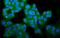 Wolframin ER Transmembrane Glycoprotein antibody, A01326-1, Boster Biological Technology, Immunofluorescence image 