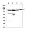 Angiomotin Like 2 antibody, A06852, Boster Biological Technology, Western Blot image 