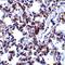 B Cell Receptor Associated Protein 31 antibody, orb74680, Biorbyt, Immunohistochemistry paraffin image 