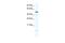 KIAA1789 antibody, A17056, Boster Biological Technology, Western Blot image 