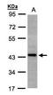 ST3 Beta-Galactoside Alpha-2,3-Sialyltransferase 2 antibody, LS-C185577, Lifespan Biosciences, Western Blot image 