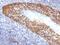 Keratin 14 antibody, GTX34630, GeneTex, Immunohistochemistry paraffin image 