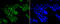 CCCTC-Binding Factor antibody, 13-987, ProSci, Chromatin Immunoprecipitation image 