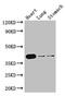 Doublesex And Mab-3 Related Transcription Factor 1 antibody, CSB-PA896914LA01HU, Cusabio, Western Blot image 