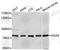 NADPH Oxidase 4 antibody, STJ113053, St John