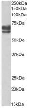 C-X-C chemokine receptor type 7 antibody, AP33490PU-N, Origene, Western Blot image 