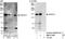 Ankyrin Repeat And Sterile Alpha Motif Domain Containing 1A antibody, NBP1-71807, Novus Biologicals, Western Blot image 