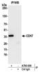 Cyclin Dependent Kinase 7 antibody, A700-006, Bethyl Labs, Immunoprecipitation image 