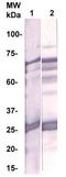 Microsomal Glutathione S-Transferase 1 antibody, TA354318, Origene, Western Blot image 