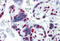 Heterogeneous Nuclear Ribonucleoprotein M antibody, MBS245794, MyBioSource, Immunohistochemistry frozen image 