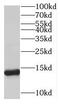 Small Nuclear Ribonucleoprotein D3 Polypeptide antibody, FNab08075, FineTest, Western Blot image 