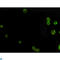 Alpha-Methylacyl-CoA Racemase antibody, LS-C814090, Lifespan Biosciences, Immunocytochemistry image 