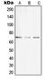 Ubiquitin Associated And SH3 Domain Containing A antibody, LS-C353459, Lifespan Biosciences, Western Blot image 