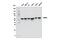 Non-POU Domain Containing Octamer Binding antibody, 90336S, Cell Signaling Technology, Western Blot image 
