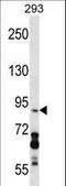 DEAD-Box Helicase 20 antibody, LS-C167330, Lifespan Biosciences, Western Blot image 
