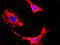 Phosphatidylinositol-4,5-Bisphosphate 3-Kinase Catalytic Subunit Beta antibody, H00005291-M01, Novus Biologicals, Proximity Ligation Assay image 