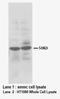 Heparanase antibody, LS-C172012, Lifespan Biosciences, Western Blot image 