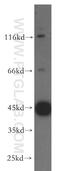 UBA Domain Containing 1 antibody, 19844-1-AP, Proteintech Group, Western Blot image 