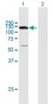 UTP14A Small Subunit Processome Component antibody, H00010813-B01P, Novus Biologicals, Western Blot image 