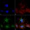Beclin 2 antibody, LS-C776120, Lifespan Biosciences, Immunocytochemistry image 