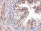 Tripartite motif-containing protein 29 antibody, NBP2-20713, Novus Biologicals, Immunohistochemistry paraffin image 