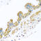 Protocadherin Alpha 12 antibody, 23-627, ProSci, Immunohistochemistry frozen image 