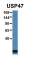 Ubiquitin Specific Peptidase 47 antibody, orb331034, Biorbyt, Western Blot image 