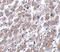 Matrilin 1 antibody, A07385, Boster Biological Technology, Immunohistochemistry frozen image 