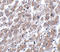 Matrilin-1 antibody, A07385, Boster Biological Technology, Immunohistochemistry frozen image 