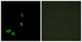High Mobility Group Nucleosomal Binding Domain 2 antibody, abx013360, Abbexa, Western Blot image 