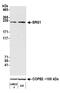 SRY-Box 10 antibody, A700-106, Bethyl Labs, Western Blot image 