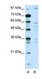 DNA Methyltransferase 1 Associated Protein 1 antibody, orb330050, Biorbyt, Western Blot image 