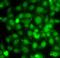 TNF Receptor Associated Factor 4 antibody, FNab08919, FineTest, Immunofluorescence image 