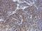 ATP5A antibody, PA5-29202, Invitrogen Antibodies, Immunohistochemistry frozen image 