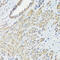 Filamin A antibody, 23-263, ProSci, Immunohistochemistry paraffin image 