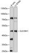 Suppressor Of Variegation 3-9 Homolog 1 antibody, 19-014, ProSci, Western Blot image 