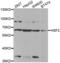 Heat Shock Transcription Factor 2 antibody, abx002077, Abbexa, Western Blot image 