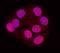 IPF1 antibody, AF2517, R&D Systems, Immunofluorescence image 