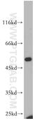 Epithelial Cell Adhesion Molecule antibody, 21050-1-AP, Proteintech Group, Western Blot image 