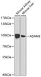 ADAM Metallopeptidase Domain 9 antibody, GTX30025, GeneTex, Western Blot image 