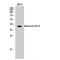 Adenosine receptor A3 antibody, LS-C381924, Lifespan Biosciences, Western Blot image 
