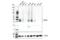 PVR Related Immunoglobulin Domain Containing antibody, 29599S, Cell Signaling Technology, Western Blot image 