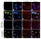 RAD17 Checkpoint Clamp Loader Component antibody, 711717, Invitrogen Antibodies, Immunofluorescence image 