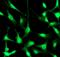 Neural Cell Adhesion Molecule 1 antibody, ab75813, Abcam, Immunofluorescence image 