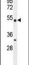 Methyltransferase Like 4 antibody, PA5-23881, Invitrogen Antibodies, Western Blot image 