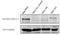 Serine/threonine-protein kinase TAO1 antibody, TA353482L, Origene, Western Blot image 